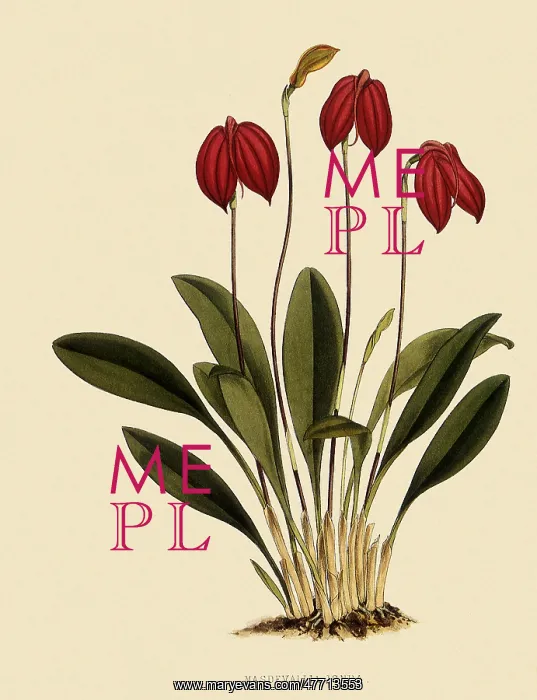 : Masdevallia Ignea : Masdevallia Ignea