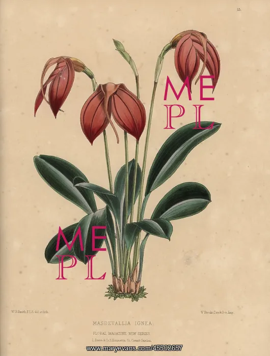 : Masdevallia ignea orchid with orange flowers : Masdevallia ignea orchid with orange flowers