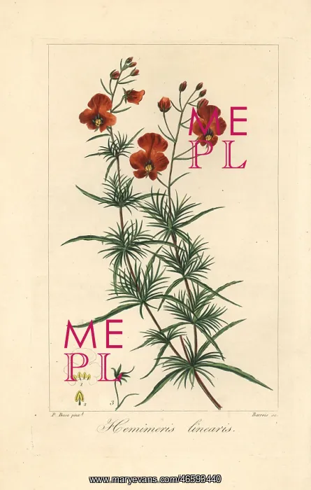 : Mask flower, Alonsoa meridionalis, native to South America : Mask flower, Alonsoa meridionalis, native to South America