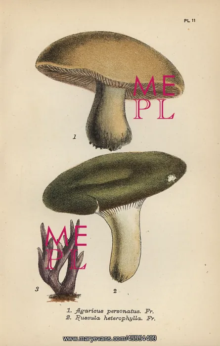 : Masked mushroom, Agaricus personatus 1, variable : Masked mushroom, Agaricus personatus 1, variable