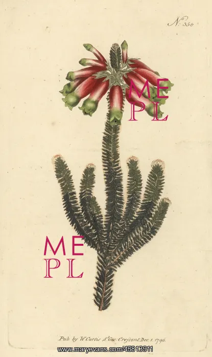 : Masson's heath, Erica massonii : Masson's heath, Erica massonii