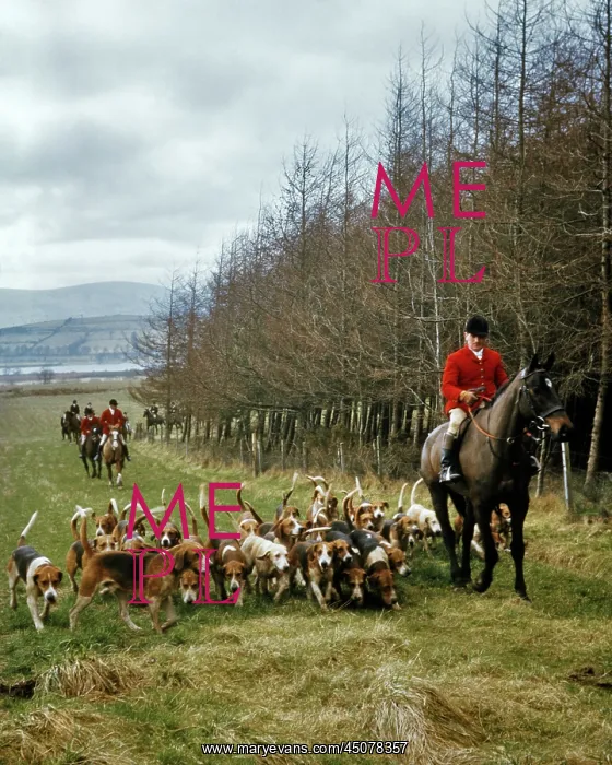 : Master of Foxhounds in Red Jacket on Horseback : Master of Foxhounds in Red Jacket on Horseback