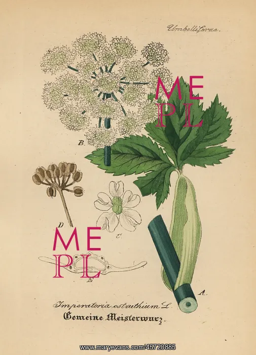 : Masterwort, Peucedanum ostruthium : Masterwort, Peucedanum ostruthium