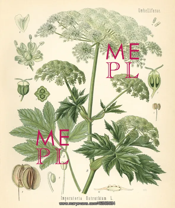 : Masterwort, Peucedanum ostruthium : Masterwort, Peucedanum ostruthium