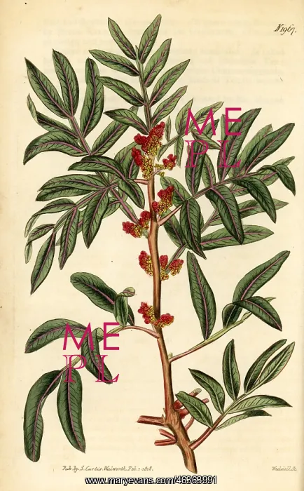 : Mastic or lentisk, Pistacia lentiscus : Mastic or lentisk, Pistacia lentiscus