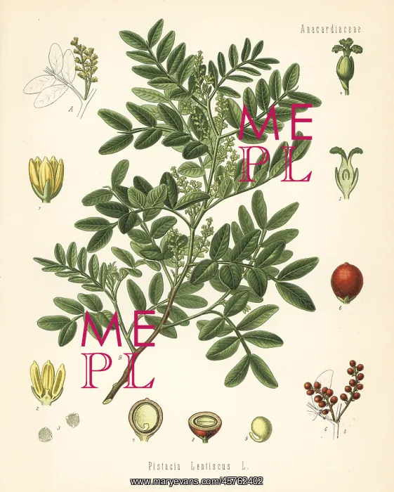 : Mastic, Pistacia lentiscus : Mastic, Pistacia lentiscus