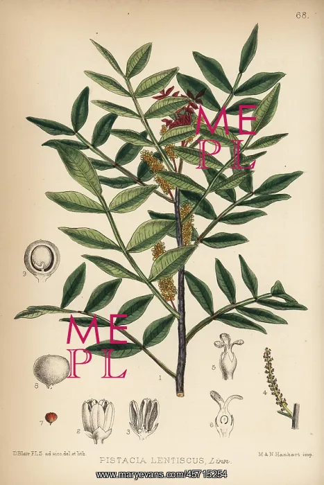 : Mastic tree or lentisk, Pistacia lentiscus : Mastic tree or lentisk, Pistacia lentiscus
