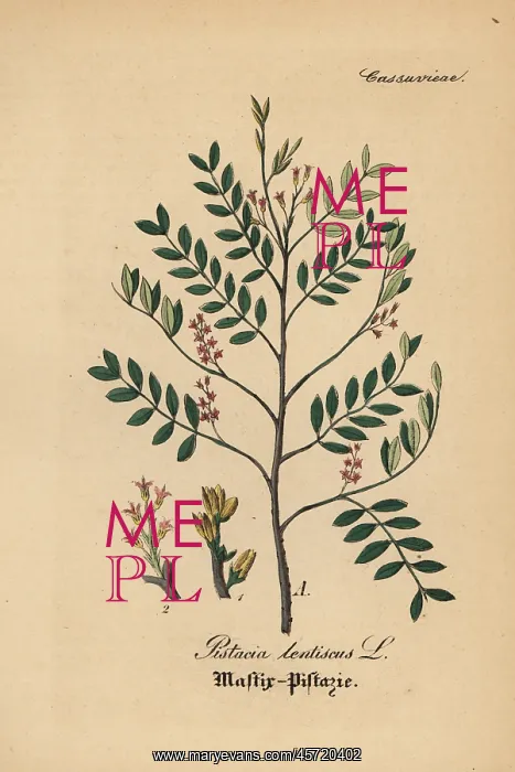 : Mastic tree, Pistacia lentiscus : Mastic tree, Pistacia lentiscus