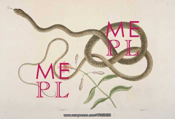 : Masticophis flagellum, coachwhip snake : Masticophis flagellum, coachwhip snake