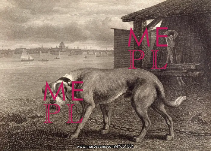 : MASTIFF. A formidable-looking mastiff on a long chain guards a carpenter's : MASTIFF. A formidable-looking mastiff on a long chain guards a carpenter's