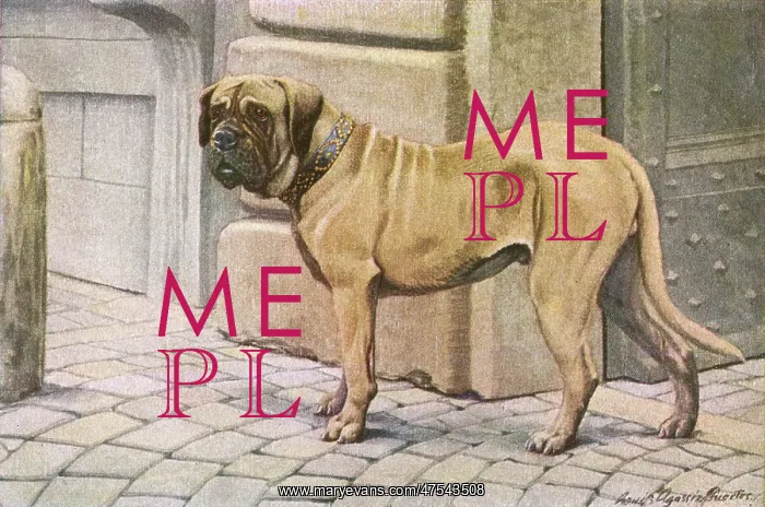 : Mastiff, gaurding the entrance to a building. the dog is wearing a studde collar : Mastiff, gaurding the entrance to a building. the dog is wearing a studde collar