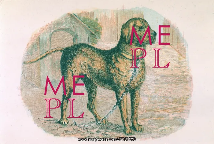  : MASTIFF ON A CHAIN