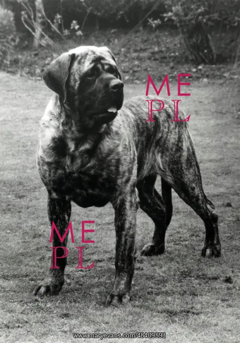  : Mastiff - Forefoot Prince of Darkness