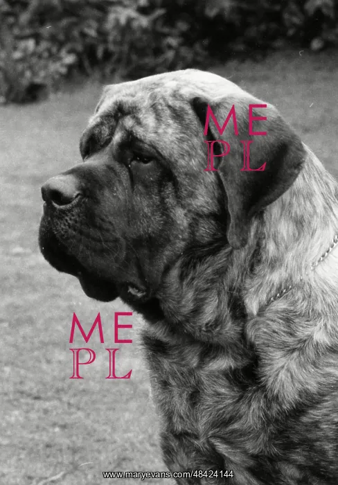 : Mastiff - Forefoot Prince of Darkness