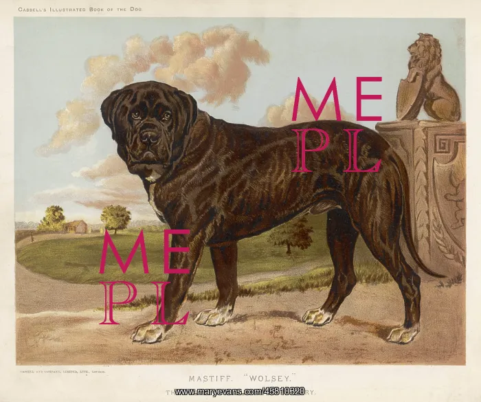 : MASTIFF (SHAW) : MASTIFF (SHAW)
