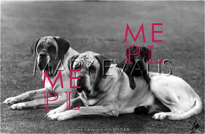 : MASTIFFS AND DACHSHUND : MASTIFFS AND DACHSHUND