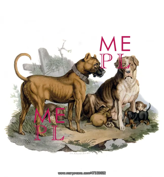 : MASTIFFS & PUPPIES : MASTIFFS & PUPPIES