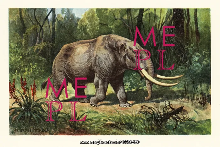 : Mastodon of the extinct genus Mammuthus : Mastodon of the extinct genus Mammuthus