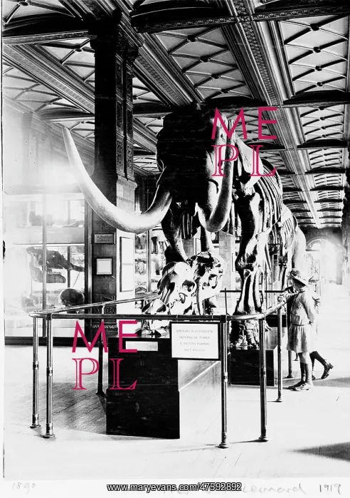 : Mastodon in Geological Gallery, December 1919 : Mastodon in Geological Gallery, December 1919