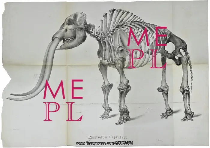 : Mastodon giganteus : Mastodon giganteus