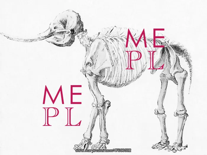 : Mastodon Skeleton : Mastodon Skeleton