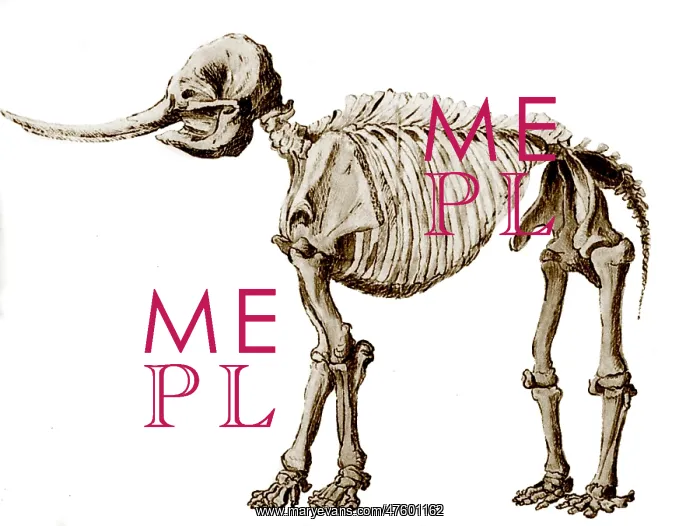 : Mastodon Skeleton : Mastodon Skeleton