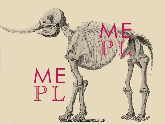 : Mastodon Skeleton : Mastodon Skeleton