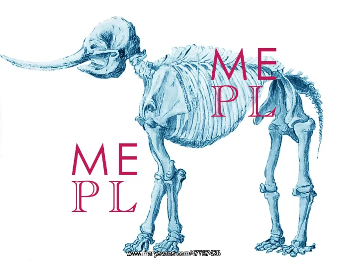 : Mastodon Skeleton : Mastodon Skeleton