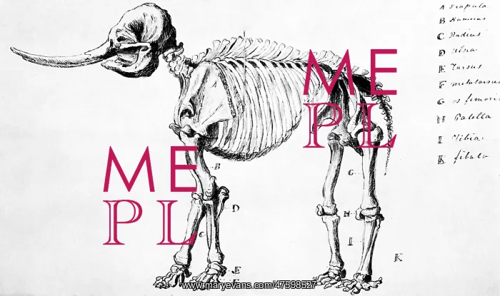 : Mastodon Skeleton Drawing : Mastodon Skeleton Drawing