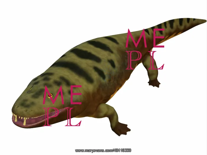 : Mastodonsaurus amphibian on white background : Mastodonsaurus amphibian on white background