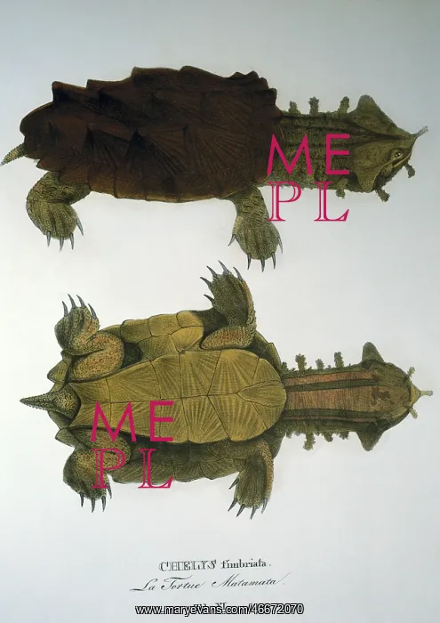  : The mata mata Turtle