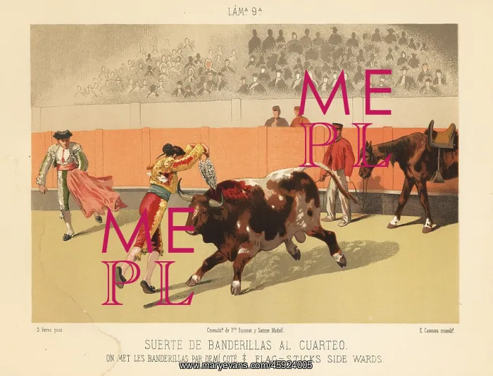 : Matador stabbing a bull with two banderillas from the side : Matador stabbing a bull with two banderillas from the side