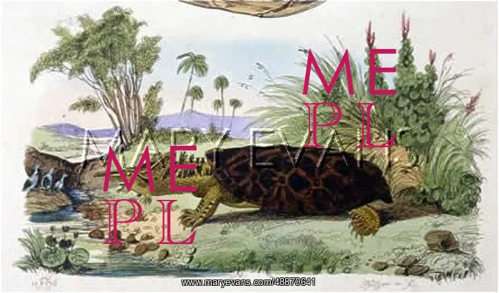 : MATAMATA TORTOISE / FRIES : MATAMATA TORTOISE / FRIES