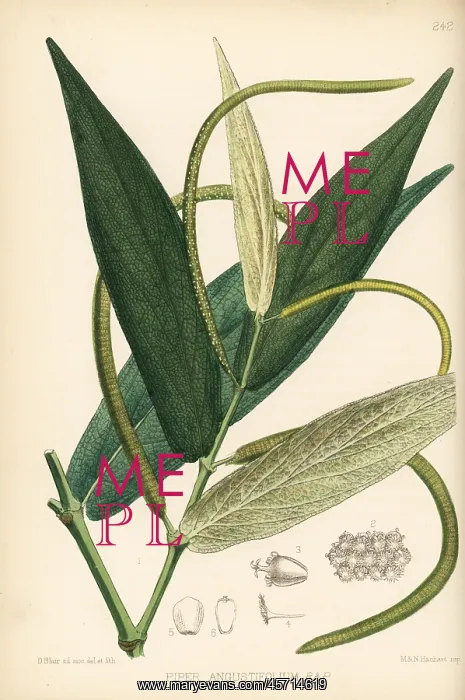 : Matico or spiked pepper, Piper aduncum : Matico or spiked pepper, Piper aduncum