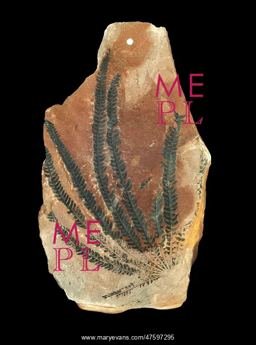 : Matonidium goeperti : Matonidium goeperti