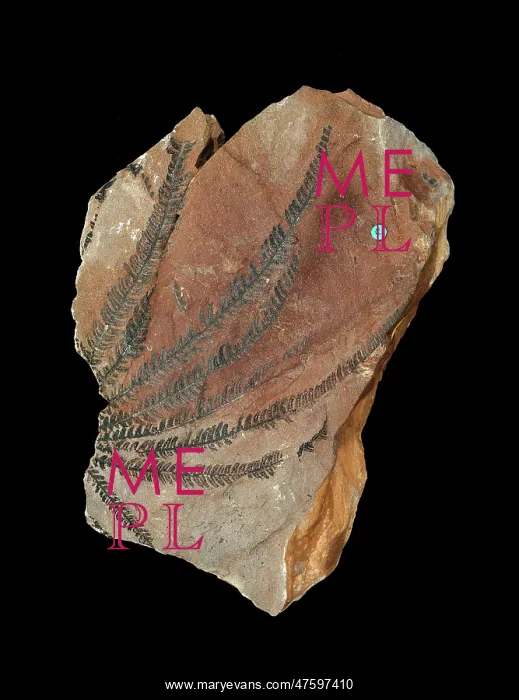 : Matonidium goeperti : Matonidium goeperti