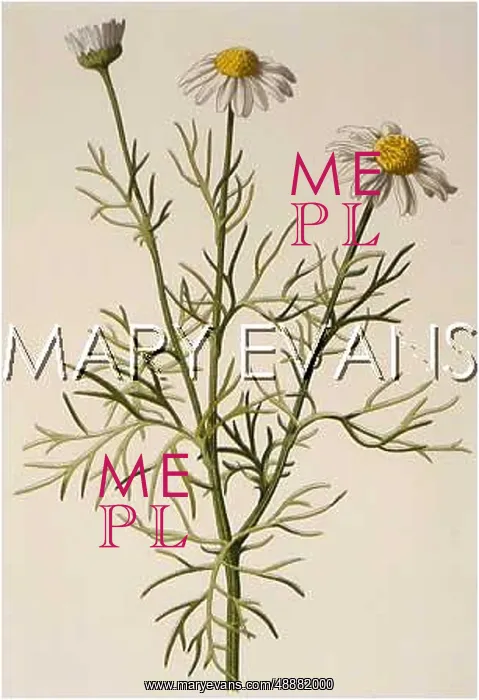  : MATRICARIA INODORA