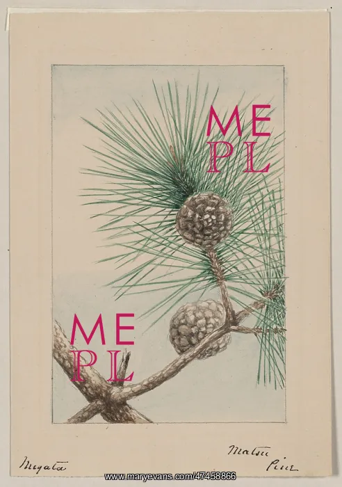 : Matsu pine : Matsu pine