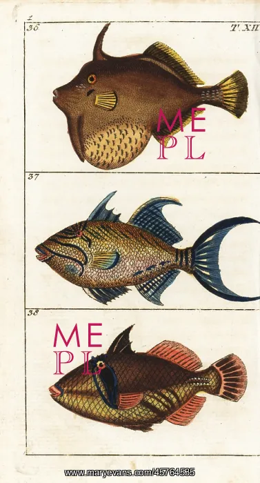 : Matted filefish, queen triggerfish and white : Matted filefish, queen triggerfish and white