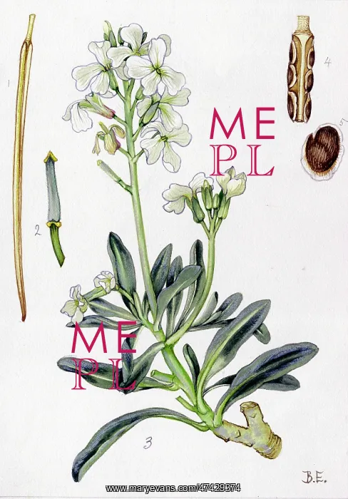  : Matthiola incana