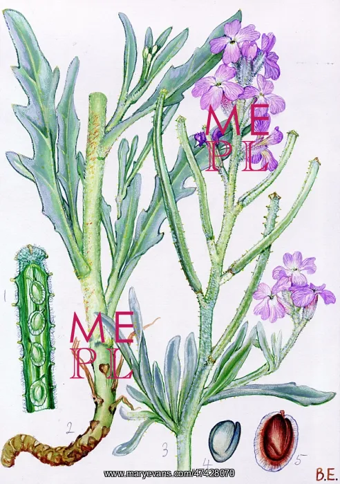  : Matthiola sinuata
