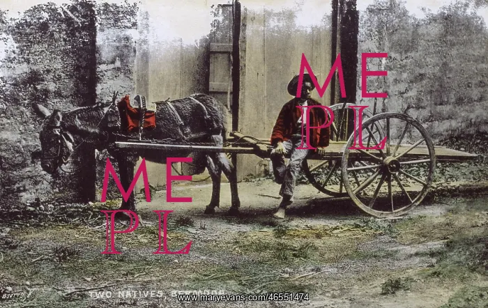 : Maud and Sam - Boy and his donkey cart - Bermuda : Maud and Sam - Boy and his donkey cart - Bermuda