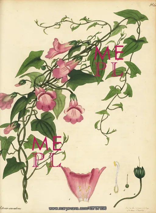 : Maurandya scandens : Maurandya scandens