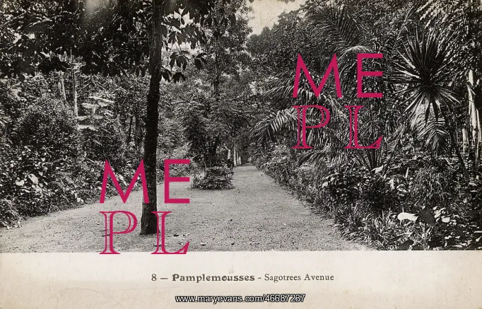 : Mauritius - Pamplemousses - Sagotrees Avenue : Mauritius - Pamplemousses - Sagotrees Avenue