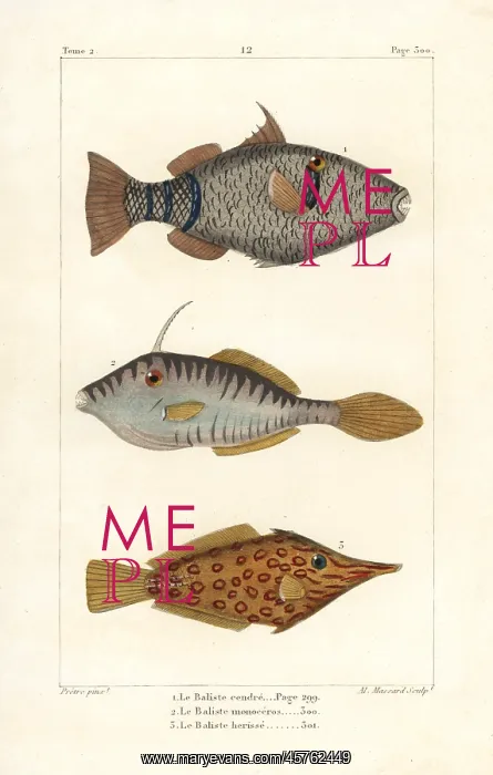: Mauritius triggerfish, unicorn leatherjacket : Mauritius triggerfish, unicorn leatherjacket