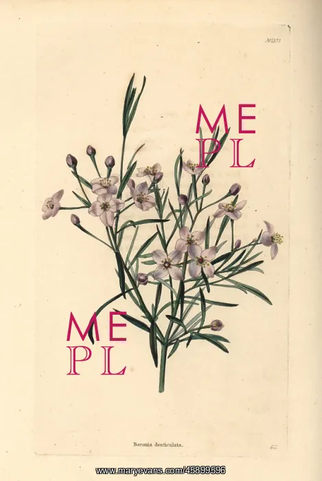 : Mauve boronia, Boronia denticulata : Mauve boronia, Boronia denticulata