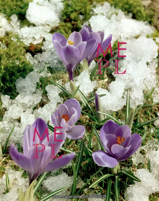  : Mauve crocuses and melting snow