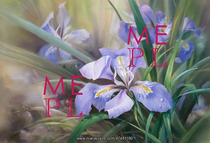  : Mauve Iris