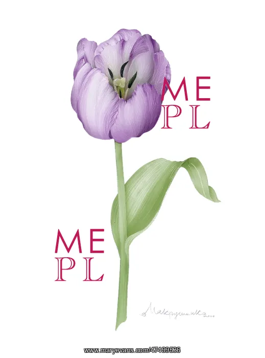  : Mauve Tulip