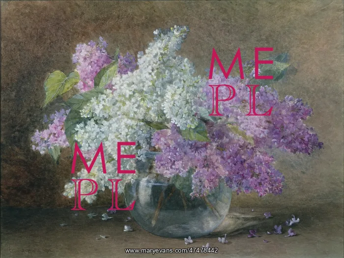 : Mauve and White Lilac : Mauve and White Lilac
